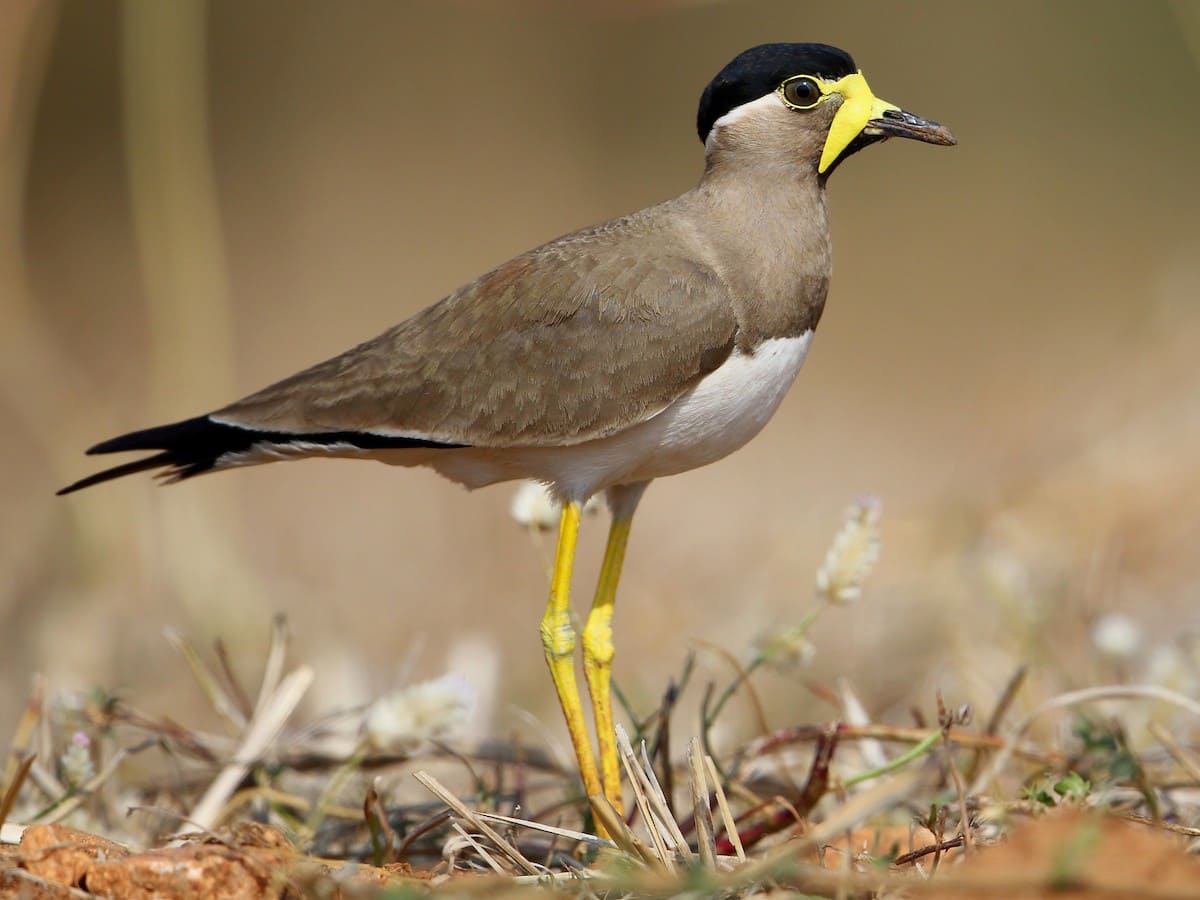 Yellow-wattled Lapwing